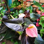 71138587_693692937776830_3789424957788782592_n